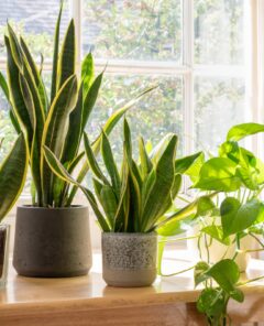 Indoor houseplants next to a window in a beautifully designed home or flat interior.