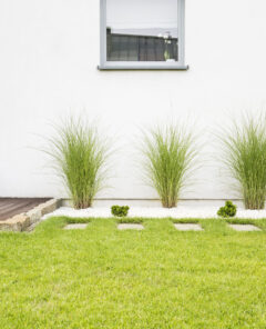 Plants and green grass on terrace of white house with window