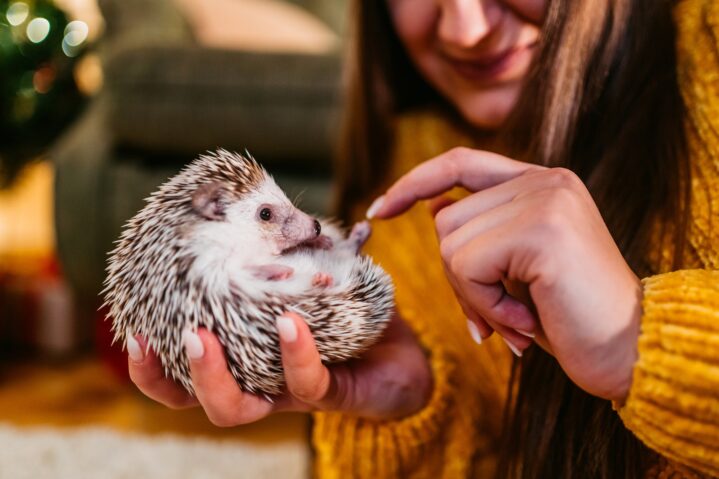 hedgehog
