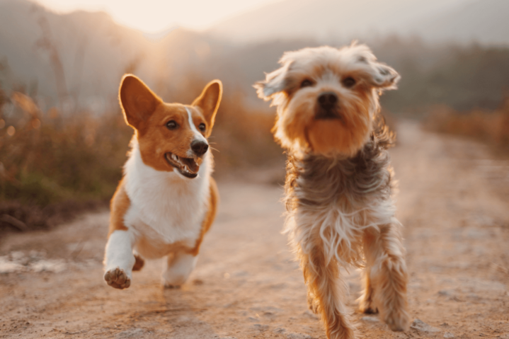 tips_cuidado_de_perro