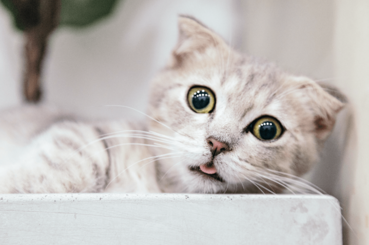 gatos_vidusa