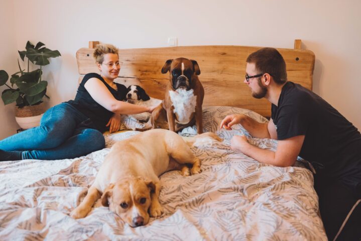 A cozy bedroom scene featuring a couple lounging on a bed with four dogs. The woman is lying on her