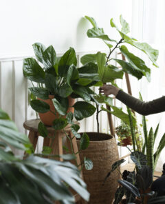 Woman tending and caring for her plant