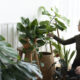 Woman tending and caring for her plant